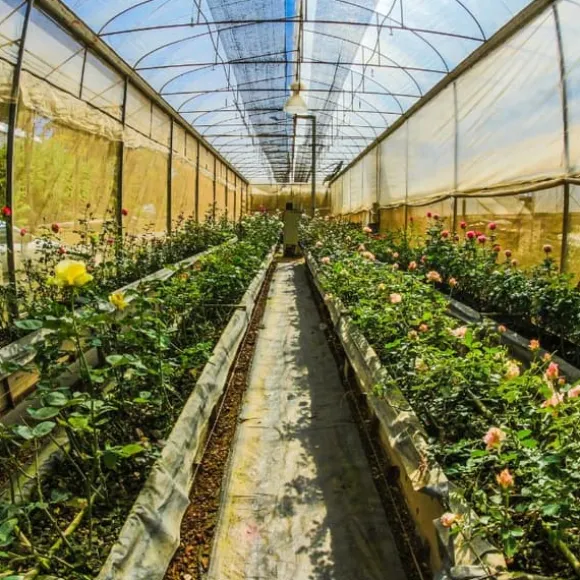 Granulerat svavel 1 kg AMPOL