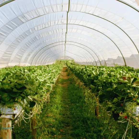 Granulerat svavel 1 kg AMPOL