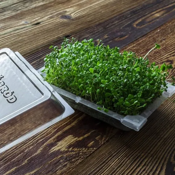 Gröna groddar med Rädisafrön