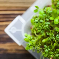 Gröna groddar med Rädisafrön