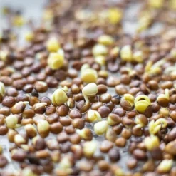 Gröna groddar med Rädisafrön