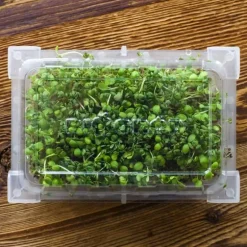 Gröna groddar med Rädisafrön