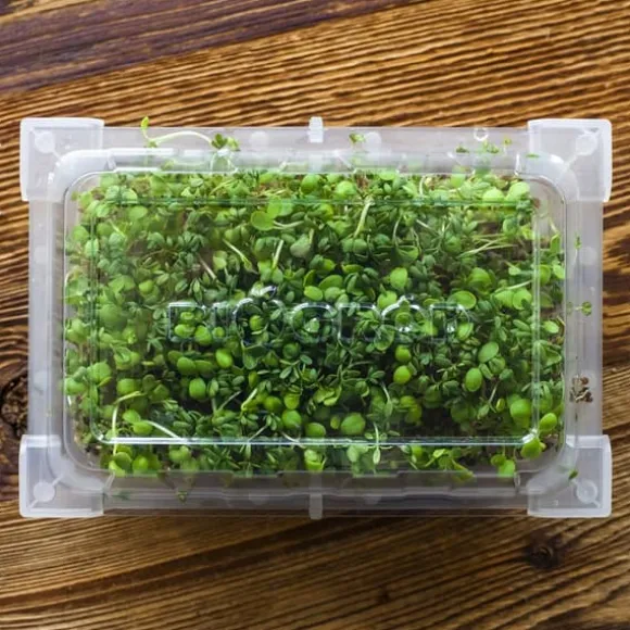 Gröna groddar med Rädisafrön