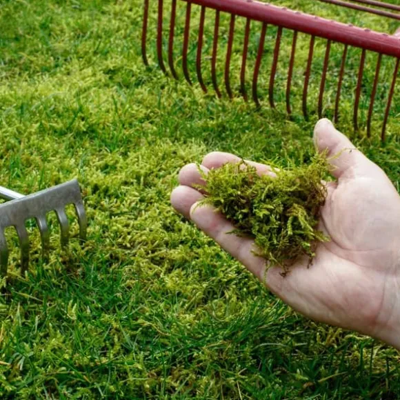 Gräsgödsel Järn Antimossa Trädgård Start 1kg