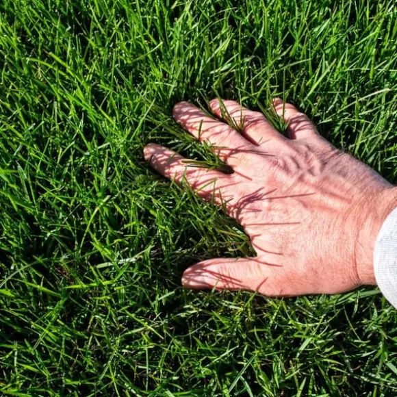 Gräsgödsel Järn Antimossa Trädgård Start 1kg