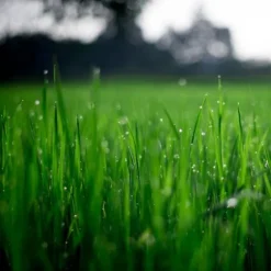 Gräsgödsel Järn Antimossa Trädgård Start 5kg