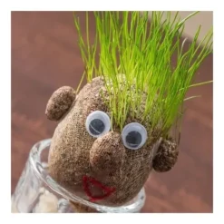 Gräshårhuvud att växa