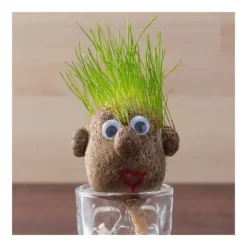 Gräshårhuvud att växa