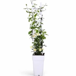 Gul Toscansk Stjärnjasmine Ø15 - Trachelospermum Star of Toscana