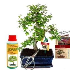 Gåvoset Bonsai "Ulmus" - Kinesisk alm - ca 8 år gammal - Nybörjarset