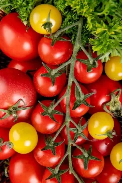 Hallonhatt fälttomat 0,2 g. 600 frön per buske PlantiCo