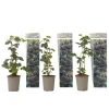 Hallonsläktet - Set om 3 - Rubus Thornless - Höjd 25-40cm - ⌀9cm