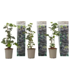 Hallonsläktet - Set om 3 - Rubus Thornless - Höjd 25-40cm - ⌀9cm