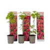Hallonväxt - Set om 3 - Rubus ideaus 'Autumn Bliss' - Höjd 25-40cm - ⌀9cm
