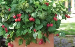 Hallonväxt - Set om 3 - Rubus ideaus 'Autumn Bliss' - Höjd 25-40cm - ⌀9cm