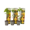 Hallonväxt - Set om 3 - Rubus idaeus 'Fallgold' - Höjd 25-40cm - ⌀9cm
