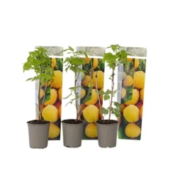 Hallonväxt - Set om 3 - Rubus idaeus 'Fallgold' - Höjd 25-40cm - ⌀9cm