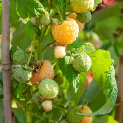 Hallonväxt - Set om 3 - Rubus idaeus 'Fallgold' - Höjd 25-40cm - ⌀9cm