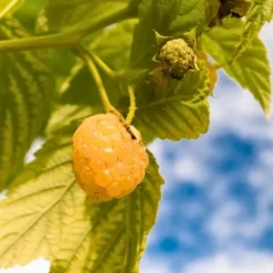 Hallonväxt - Set om 3 - Rubus idaeus 'Fallgold' - Höjd 25-40cm - ⌀9cm