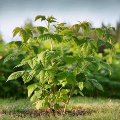Hallonväxt - Set om 2 - Rubus idaeus 'Malling Promise' - Höjd 50-60cm - ⌀15cm