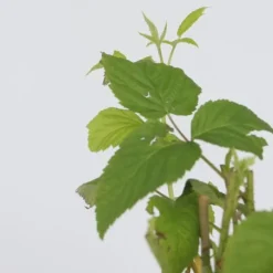 Hallonväxt - Set om 2 - Rubus idaeus 'Malling Promise' - Höjd 50-60cm - ⌀15cm