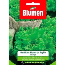 HALV GENTILINA BLONDE SALAT BLUMEN