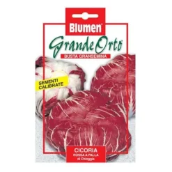 HALV RÖD KÅL PALLA DI CHIOGGIA BLUMEN