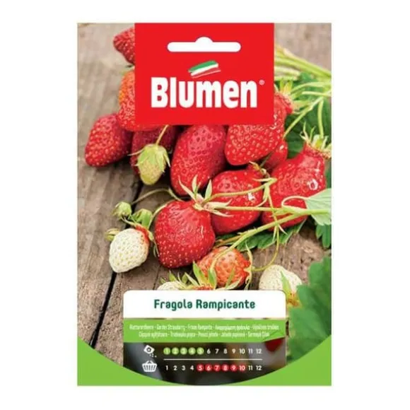 HALV VILDJORDGUBBAR RAMPISCHEN BLUMEN