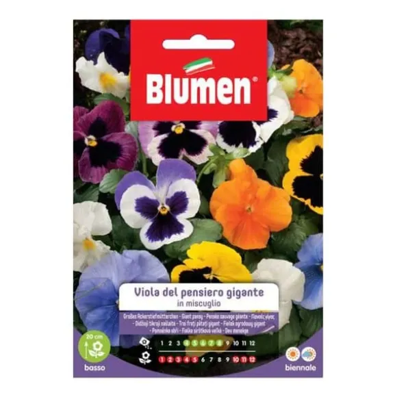 HALVVIOLA DEL PENSIERO GIGANTE BLUMEN