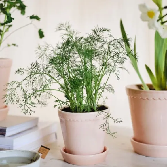 Helena Kruka Quartz Rose, Ø 14cm -