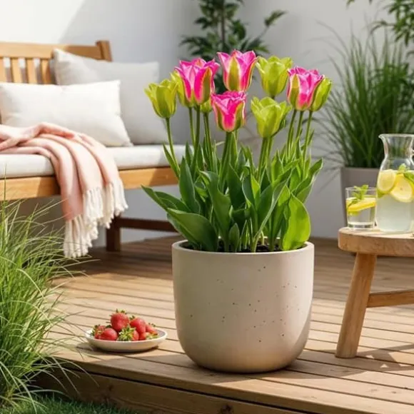 Hjärta av exotism blomlökar - Tulpaner Tulipa Strawberry Lemonade (12 stycken) diameter 11-12cm