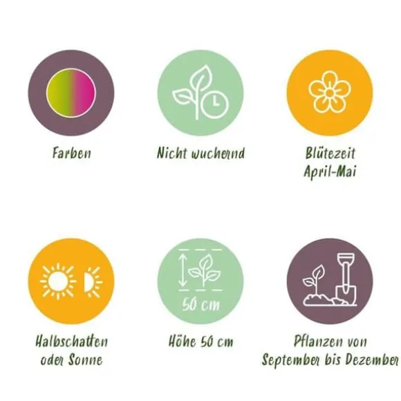 Hjärta av exotism blomlökar - Tulpaner Tulipa Strawberry Lemonade (12 stycken) diameter 11-12cm