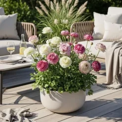 Hjärta av exotism blomlökar - Ranunkler Ranunculus blandning av pastellfärger (40 stycken) diameter 5-6cm