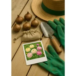 Hjärta av exotism blomlökar - Ranunkler Ranunculus blandning av pastellfärger (40 stycken) diameter 5-6cm