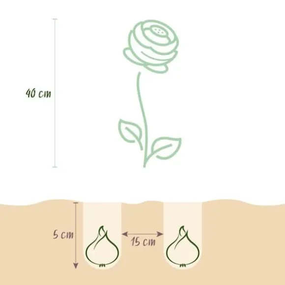 Hjärta av exotism blomlökar - Ranunkler Ranunculus blandning av pastellfärger (40 stycken) diameter 5-6cm
