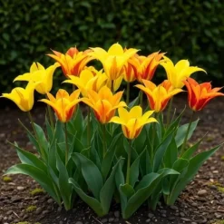 Hjärta av exotism blomsterlökar - Tulpaner Tulipa Vendeeglobe (12 stycken) diameter 11-12cm