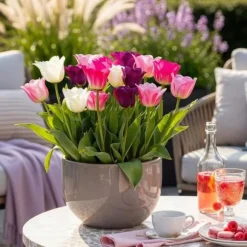 Hjärta av exotism blomsterlökar - Tulpaner Tulipa Pastel Mix (12 stycken) diameter 11-12cm