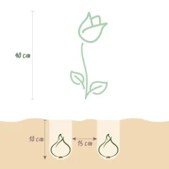 Hjärta av exotism blomsterlökar - Tulpaner Tulipa Pastel Mix (12 stycken) diameter 11-12cm