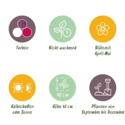 Hjärta av exotism blomsterlökar - Tulpaner Tulipa Pastel Mix (12 stycken) diameter 11-12cm