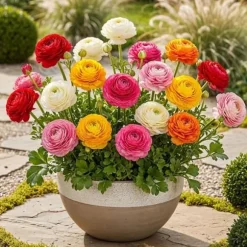 Hjärta av exotism blomsterlökar - Ranunkel Ranunculus färgmix (40 stycken) diameter 5-6cm