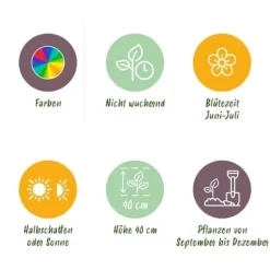 Hjärta av exotism blomsterlökar - Ranunkel Ranunculus färgmix (40 stycken) diameter 5-6cm