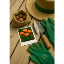 Hjärta av exotism blomsterlökar - Tulpaner Tulipa Gudoshnik Dubbelblommor (12 stycken) diameter 11-12 cm