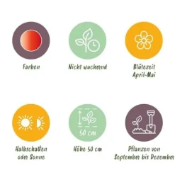 Hjärta av exotism blomsterlökar - Tulpaner Tulipa Gudoshnik Dubbelblommor (12 stycken) diameter 11-12 cm