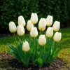 Hjärta av exotism blomsterlökar - Tulpaner Tulipa Triumph White - vit (15 stycken) diameter 11-12cm