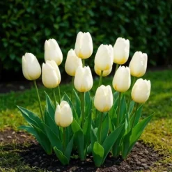 Hjärta av exotism blomsterlökar - Tulpaner Tulipa Triumph White - vit (15 stycken) diameter 11-12cm