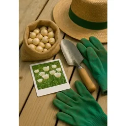 Hjärta av exotism blomsterlökar - Tulpaner Tulipa Triumph White - vit (15 stycken) diameter 11-12cm