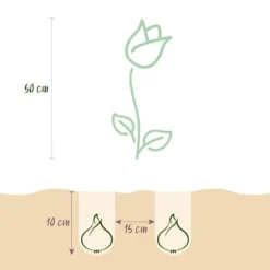 Hjärta av exotism blomsterlökar - Tulpaner Tulipa Triumph White - vit (15 stycken) diameter 11-12cm