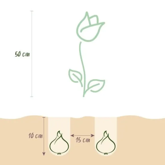 Hjärta av exotism blomsterlökar - Tulpaner Tulipa Triumph White - vit (15 stycken) diameter 11-12cm