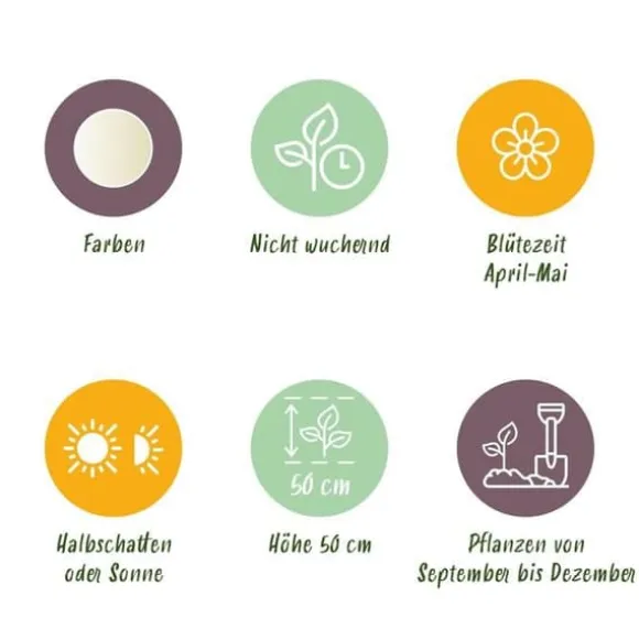 Hjärta av exotism blomsterlökar - Tulpaner Tulipa Triumph White - vit (15 stycken) diameter 11-12cm