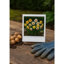 Hjärta av exotism blomsterlökar - Påsklilja Narcis Large Cupped Mix i olika färger (15 stycken) Diameter 12-14cm